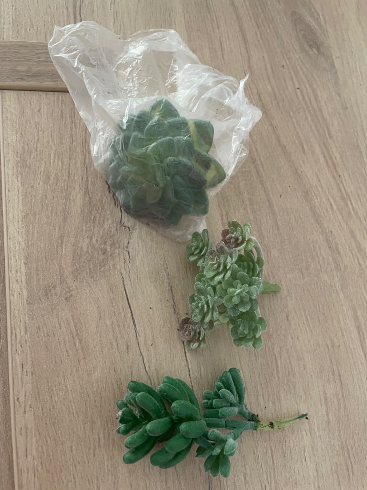 FEPITO Plantes succulentes artificielles vertes x15 mini