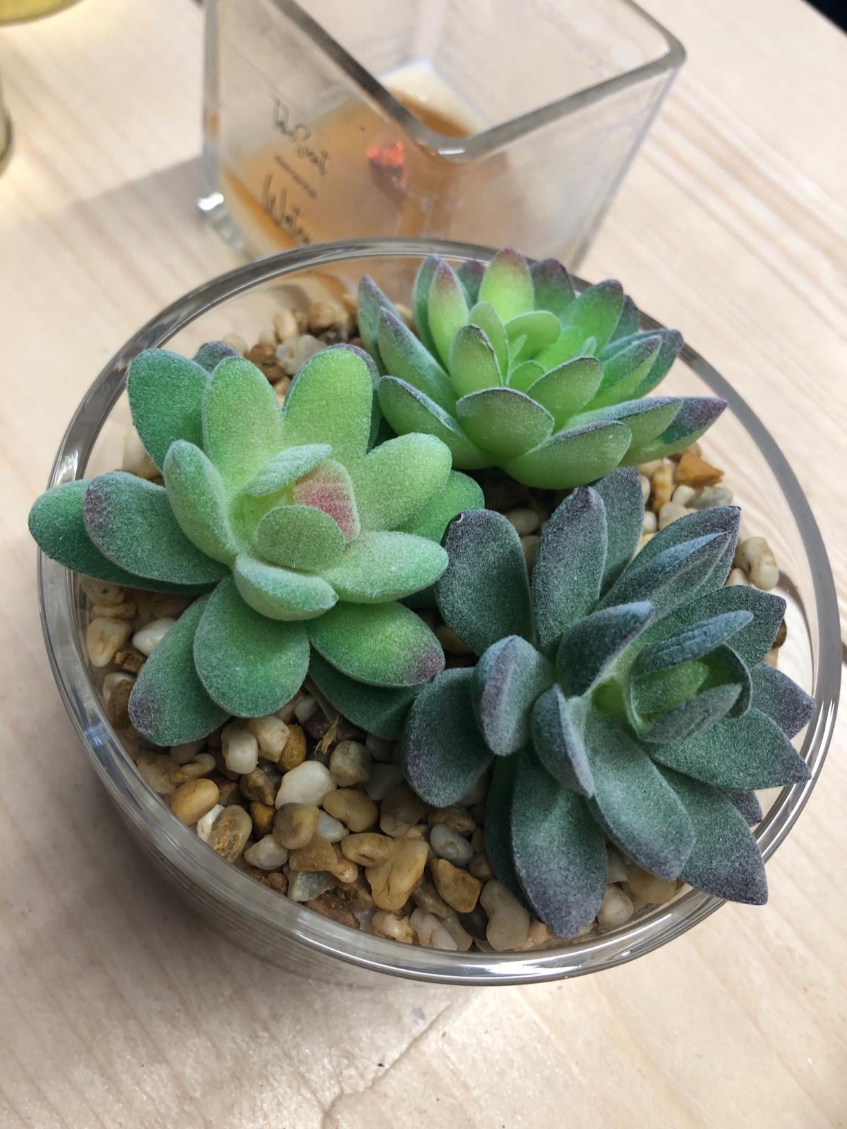 FEPITO Plantes Succulentes Artificielles Vertes 16 Pièces