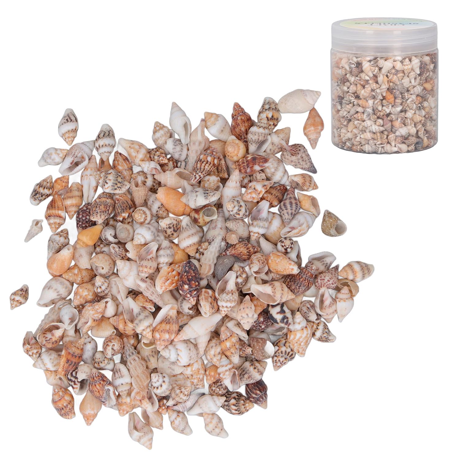 Tissting DIY Petits Coquillages Mer Naturels 7-12 mm