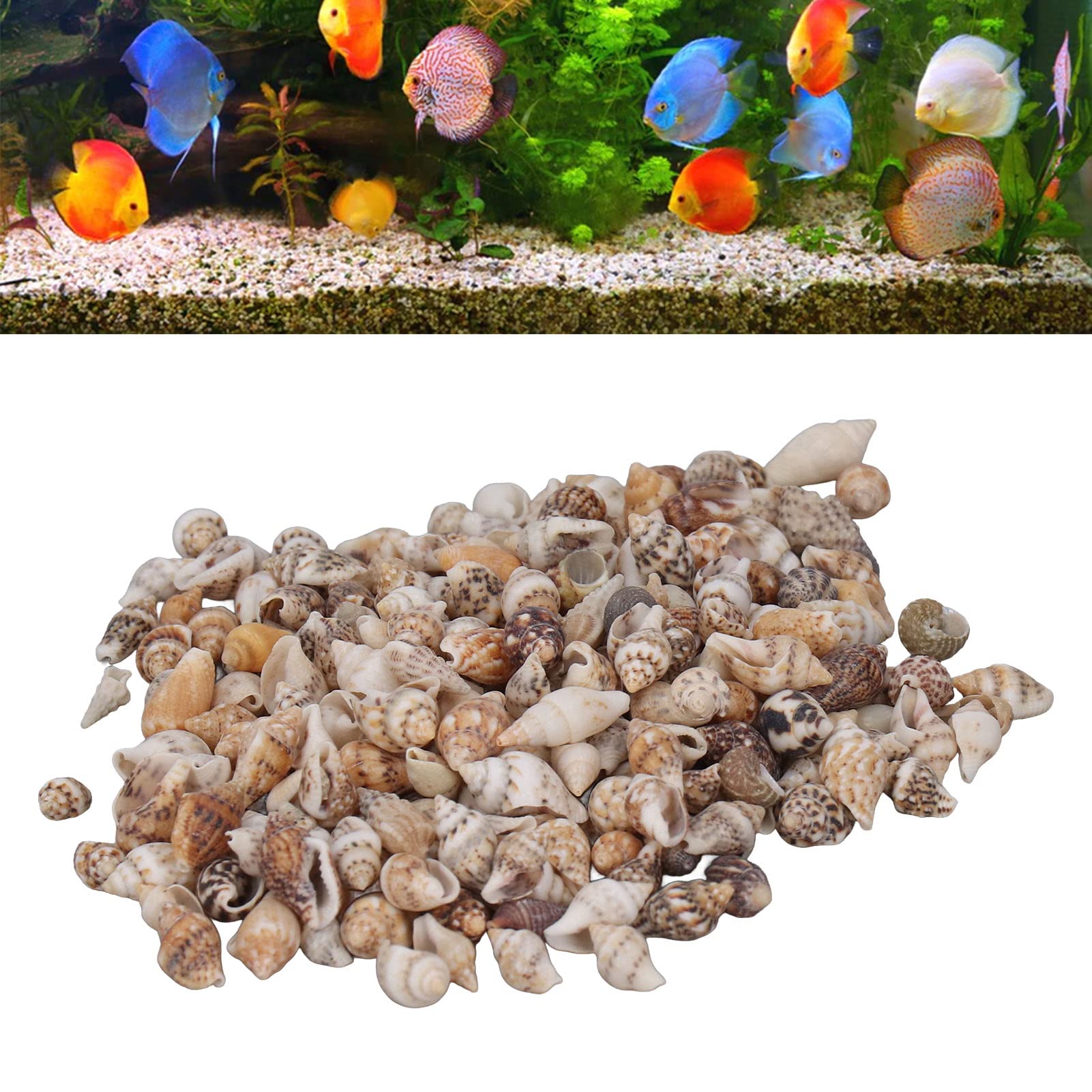 Tissting DIY Petits Coquillages Mer Naturels 7-12 mm