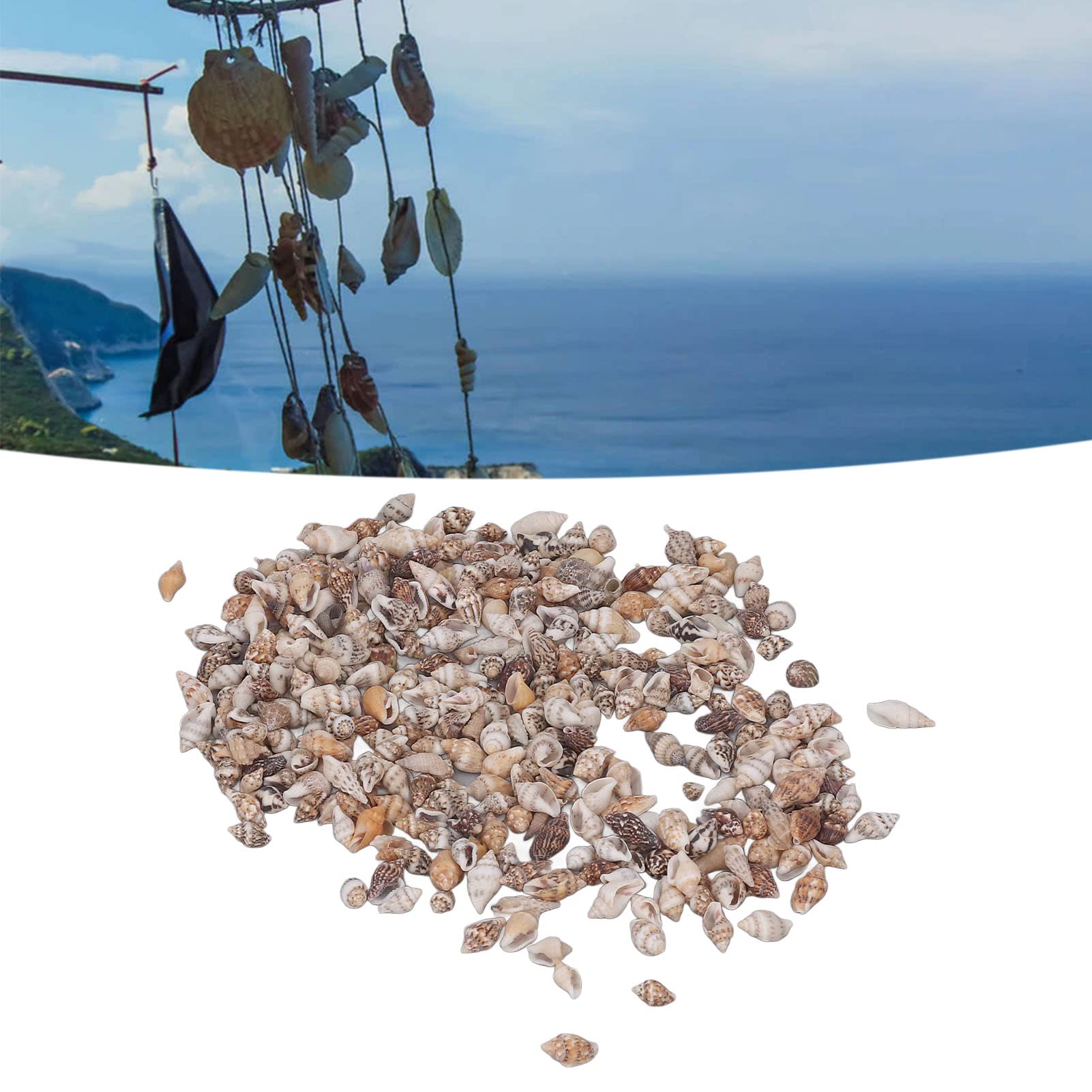 Tissting DIY Petits Coquillages Mer Naturels 7-12 mm